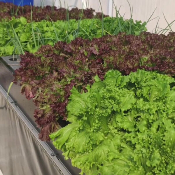 Rows of green and red lettuce growing in a hydroponic system on a greenhouse rack.